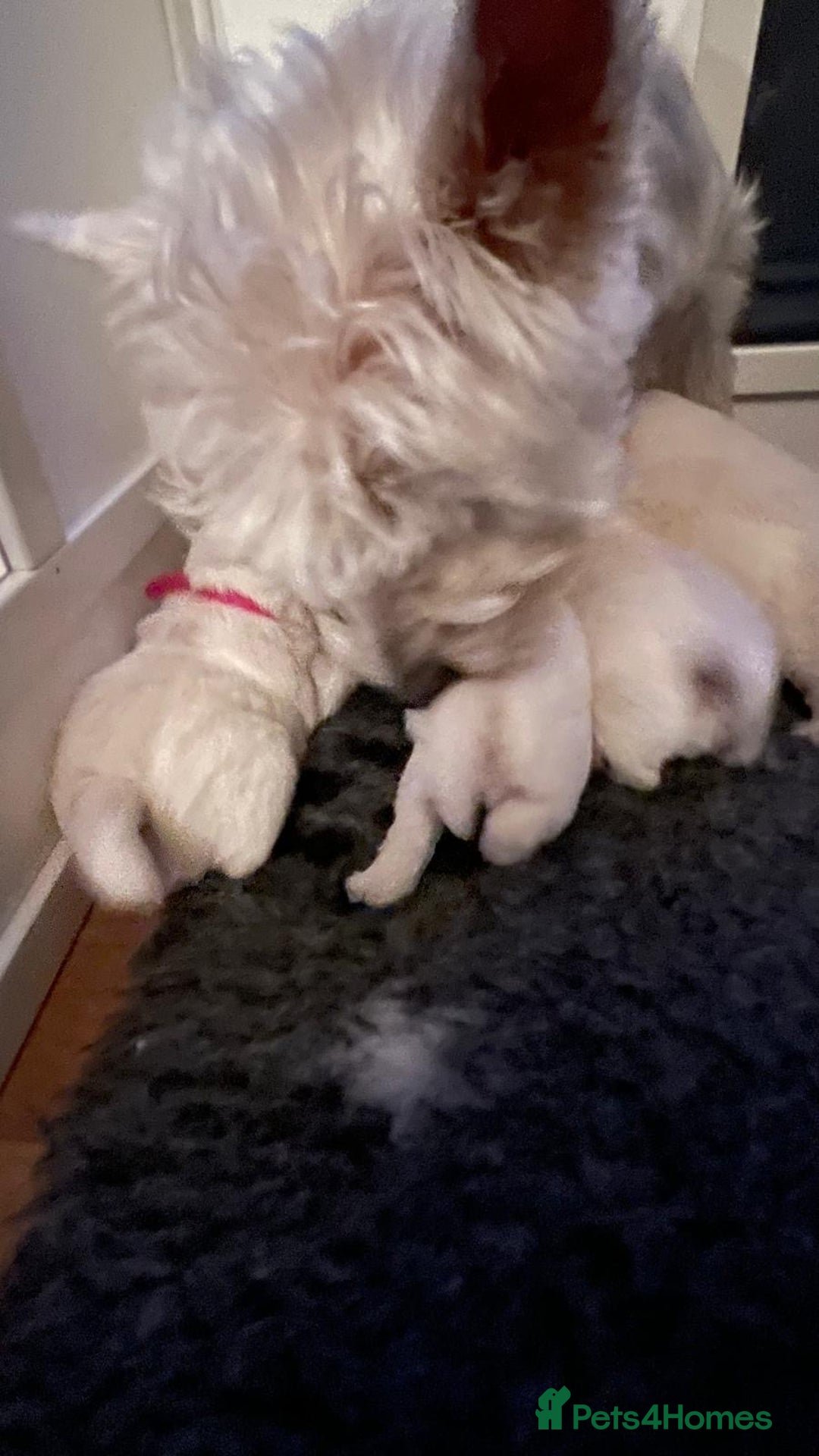 West Highland Terrier dogs for sale: Beautiful litter of west highland terriers  - Image 7