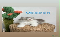 Persian cats for sale: Persian kittens for sale  - Image 2