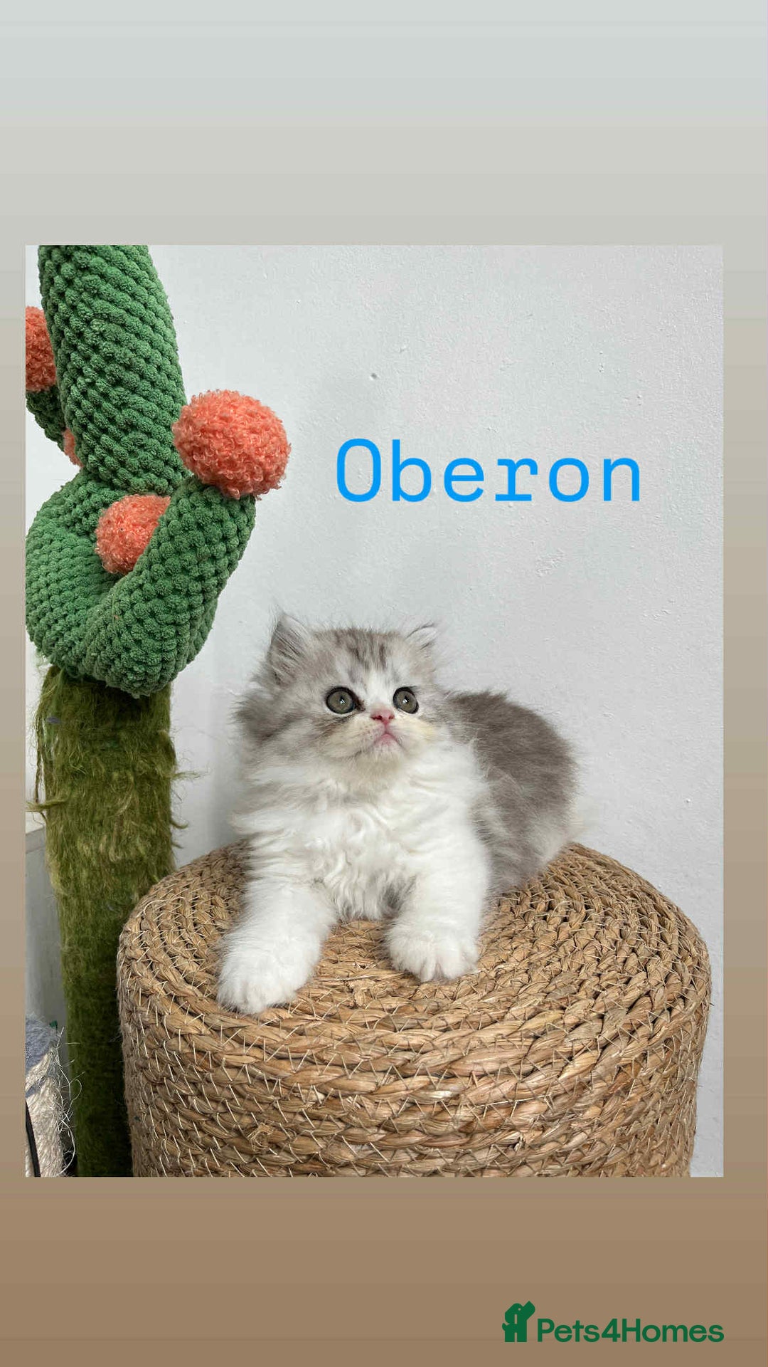 Persian cats for sale: Persian kittens for sale  - Image 2