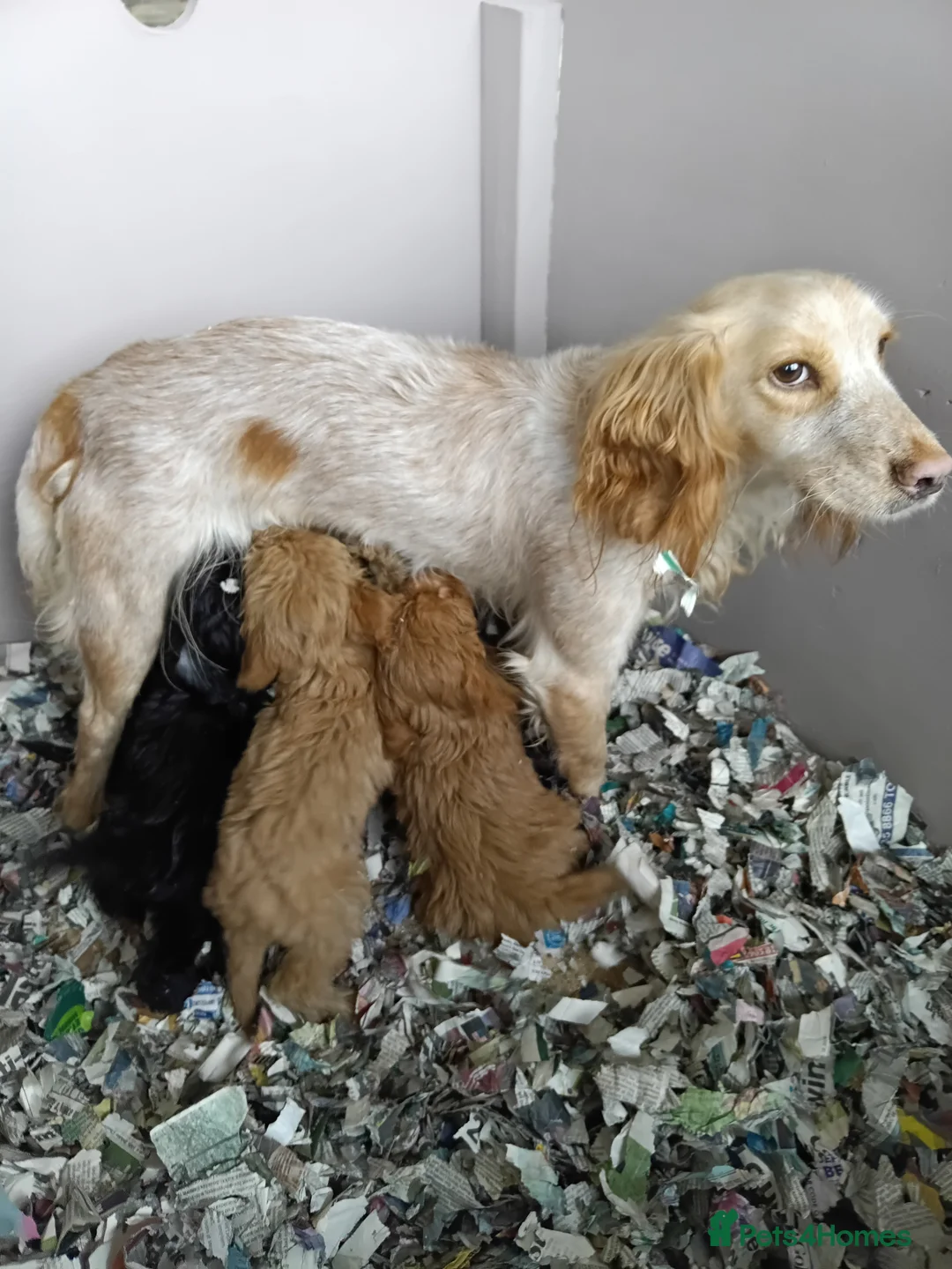 Cockapoo dogs for sale: Beautiful F1 Toy Cockapoo Puppies  - Advert 34