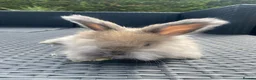 Angora rabbits for sale: Pure bred Angora bunnies £185 - Advert 6