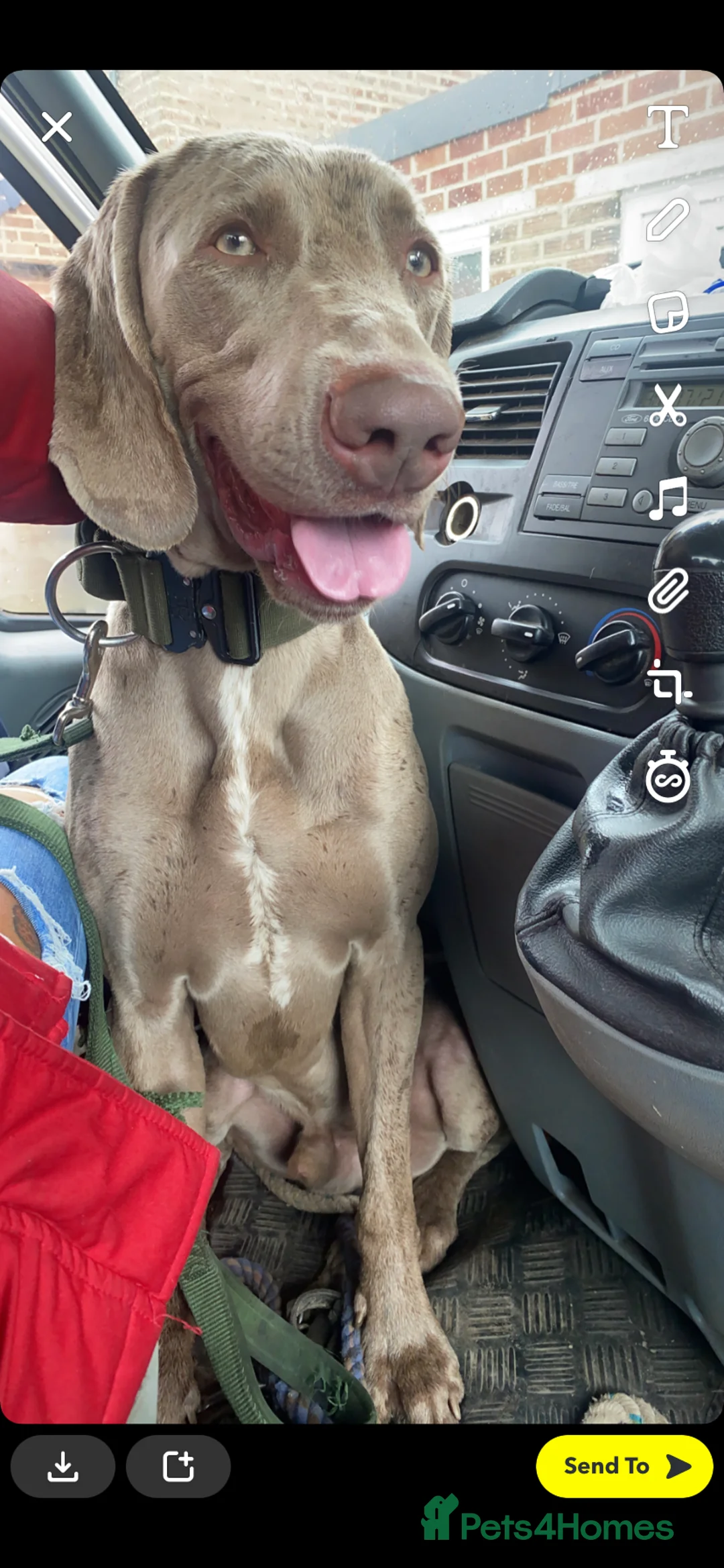Weimaraner dogs for stud: beautiful Weimaraner super stud proven  in Durham - Advert 5