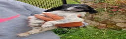 English Setter dogs for adoption: Mara's pups -4x male 4x female English Setter pups - Advert 22