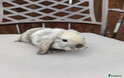 Mini Lop rabbits for sale: Mini lops baby rabbits for sale  - Image 11