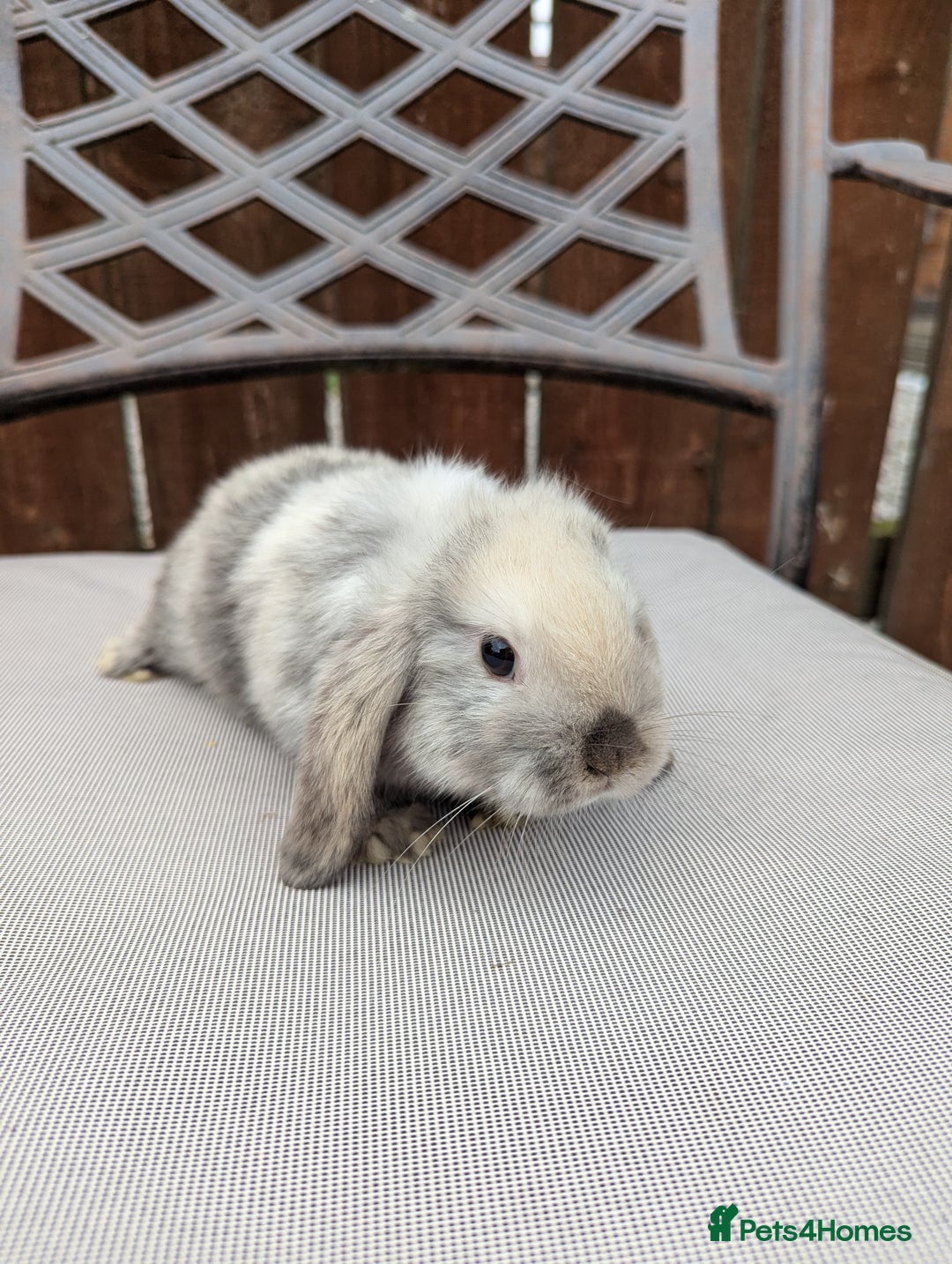 Mini Lop rabbits for sale: Mini lops baby rabbits for sale  - Image 11