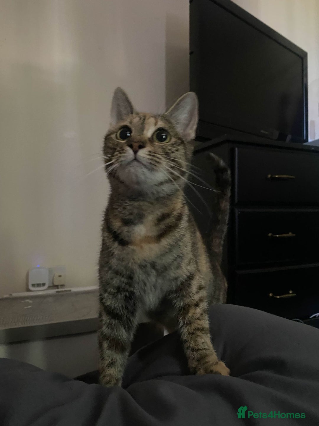 Mixed Breed cats for sale: 2 girls and 2 boys  - Advert 1