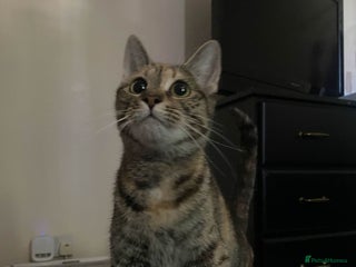 Mixed Breed cats 2 girls and 2 boys - Advert 1