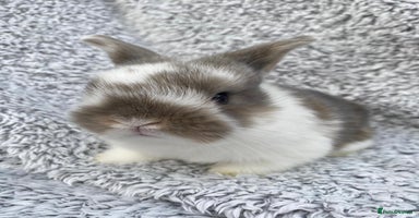Mini Lop rabbits - Advert 16