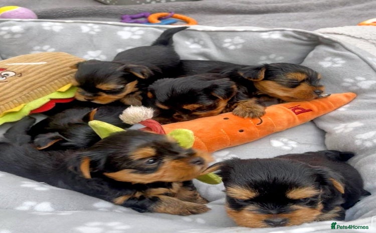 Yorkshire Terrier dogs - Advert 1