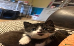Domestic Shorthair cats for sale: 2 gorgeous female kittens - Image 3