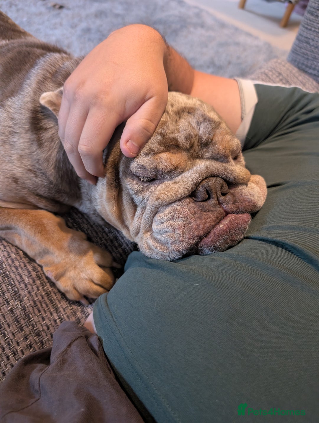 English Bulldog dogs for sale: Lovely English bulldog girl  - Image 3