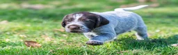 German Wirehaired Pointer dogs for sale: HEALTH CHECKED + 1ST VACC GIVEN. KC REG GWP PUPS - Advert 8