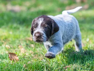 German Wirehaired Pointer dogs HEALTH CHECKED + 1ST VACC GIVEN. KC REG GWP PUPS - Advert 3
