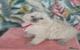 Ragdoll cats for sale: GCCF REGISTERED RAGDOLL KITTENS available septembe - Image 19