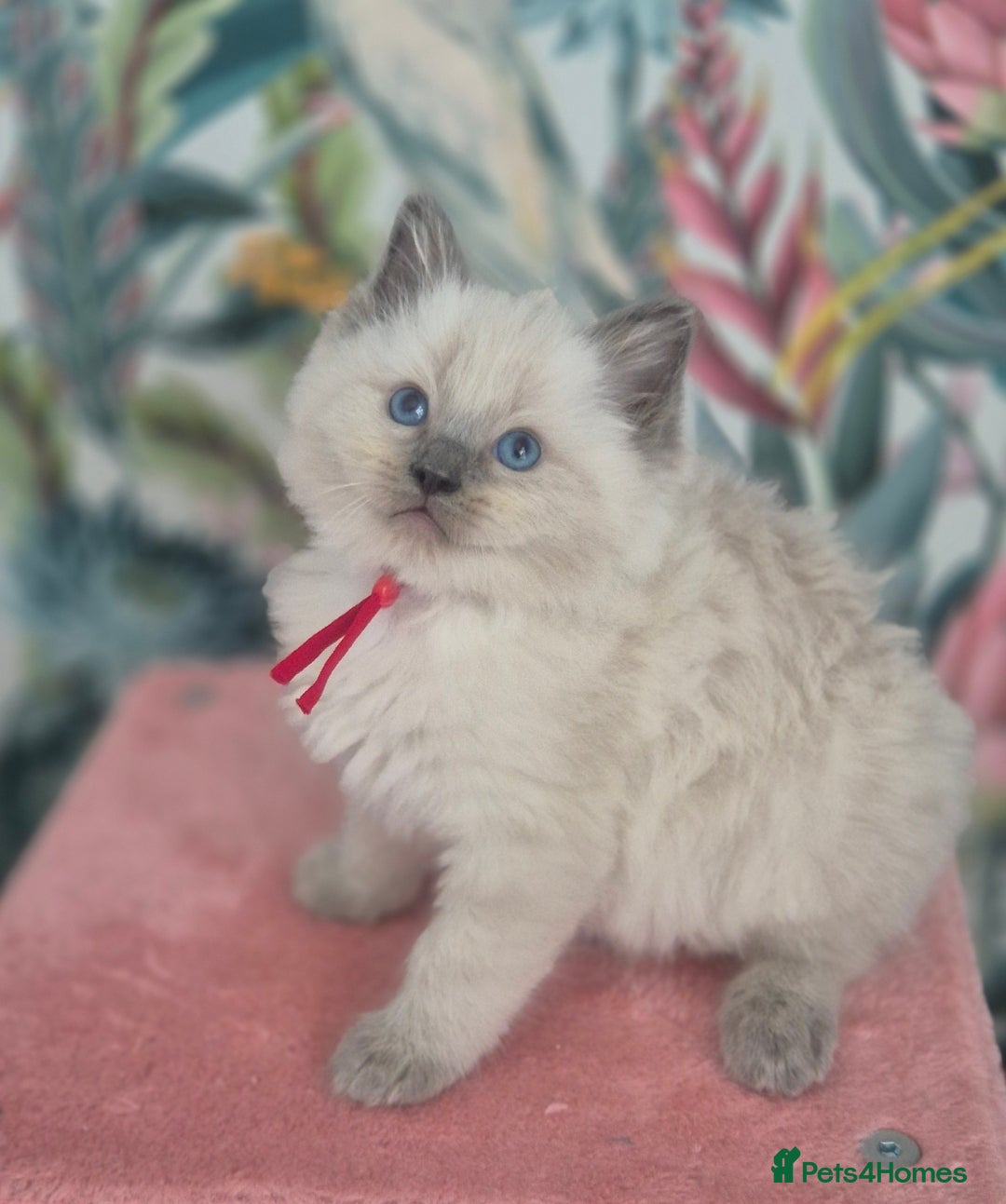 Ragdoll cats for sale: GCCF REGISTERED RAGDOLL KITTENS available septembe - Image 19