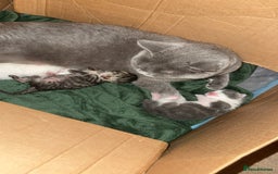 British Shorthair cats for sale: kittens - Advert 3