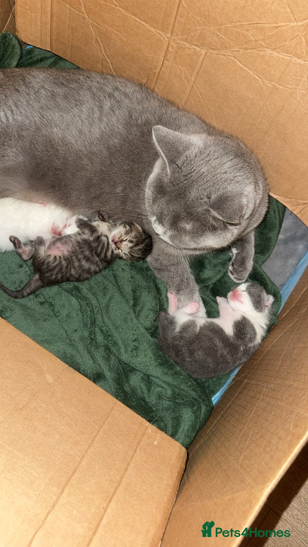 British Shorthair cats for sale: kittens - Advert 3