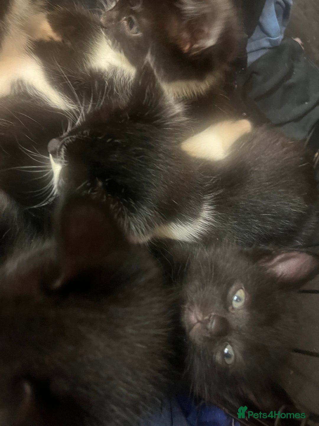 Turkish Angora cats for sale: Kittens ❤️ - Image 2