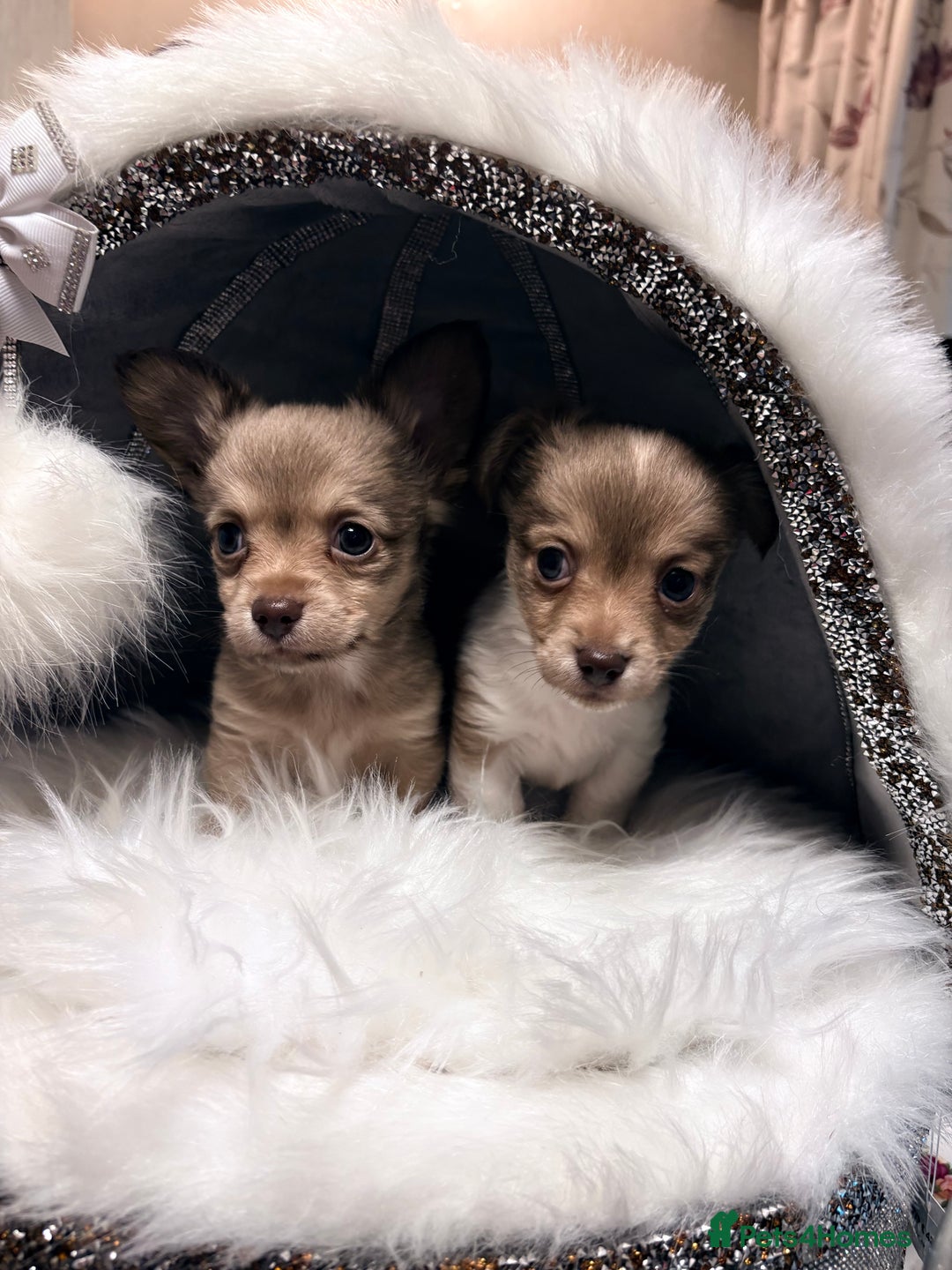 Mixed Breed dogs for sale: Stunning miniature toy chiweenie pups male female - Advert 14