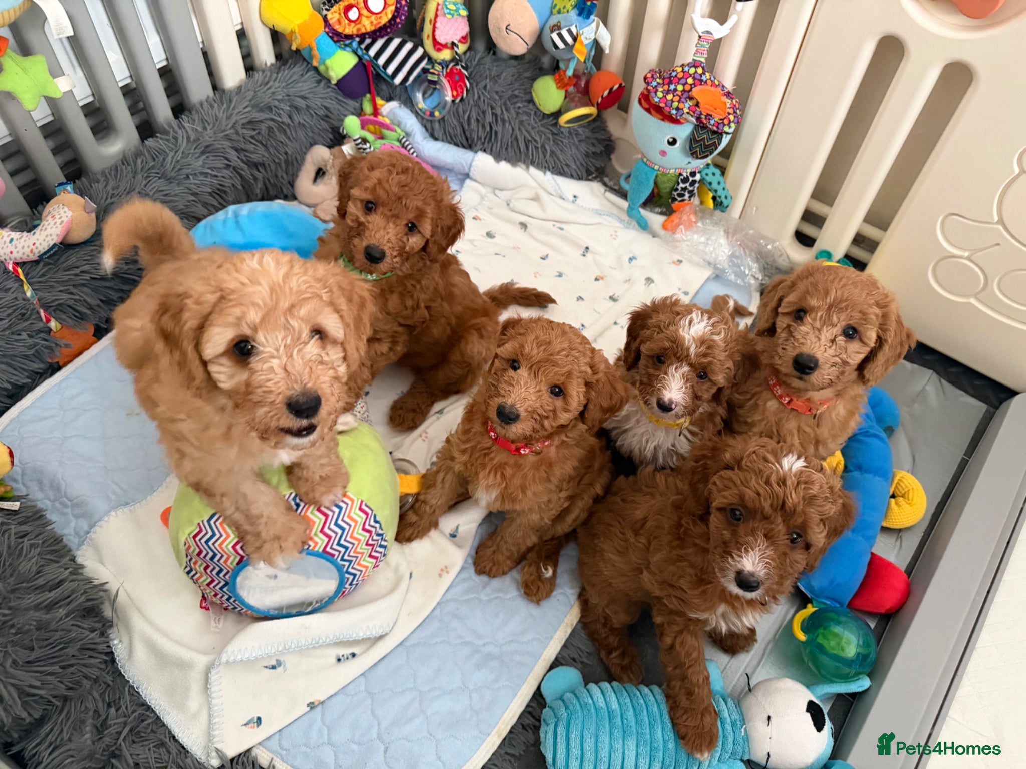 Australian Labradoodle dogs 🐾 Last 2 Australian labradoodle puppies 🐶 🐾 - Advert 7