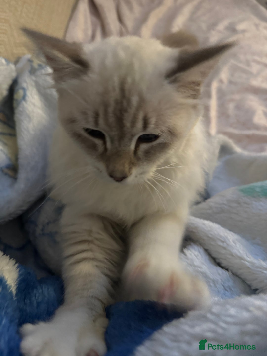 Siberian cats for sale: Female Siberian  - Advert 2