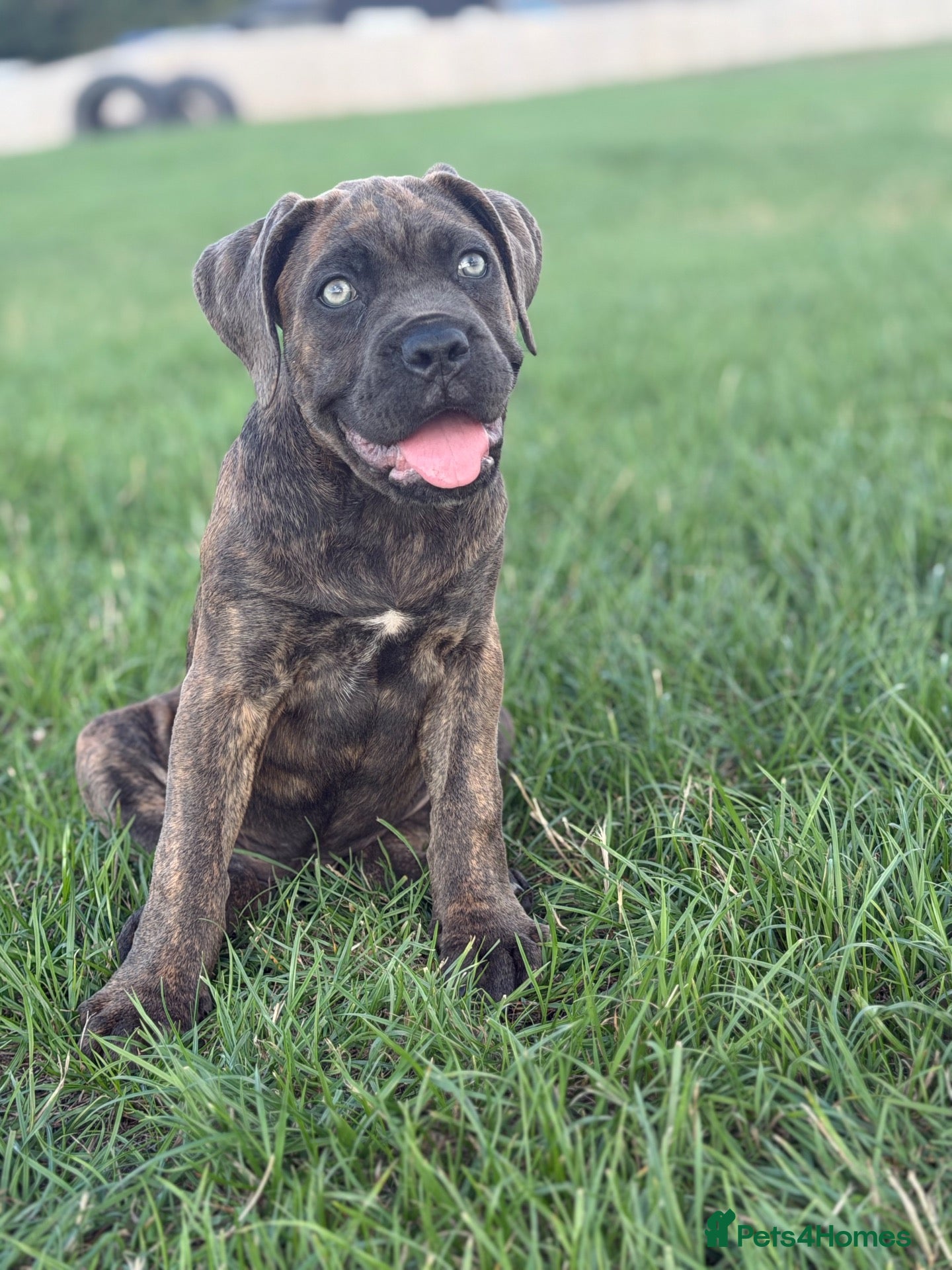 Cane Corso dogs 🐾 Balestra Magica Corso FCI - Advert 2