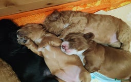 Cavapoo dogs for sale: Cavapoo - Image 3