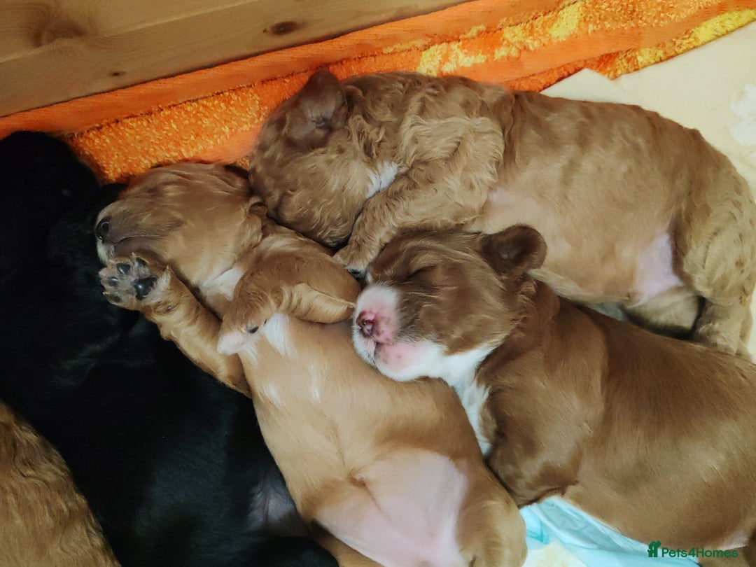 Cavapoo dogs for sale: Cavapoo - Image 3