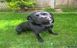 Mixed Breed dogs for sale: Beautiful beloved family dog  - Image 10