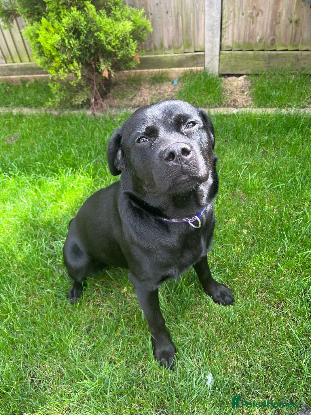 Mixed Breed dogs for sale: Beautiful beloved family dog  - Image 10