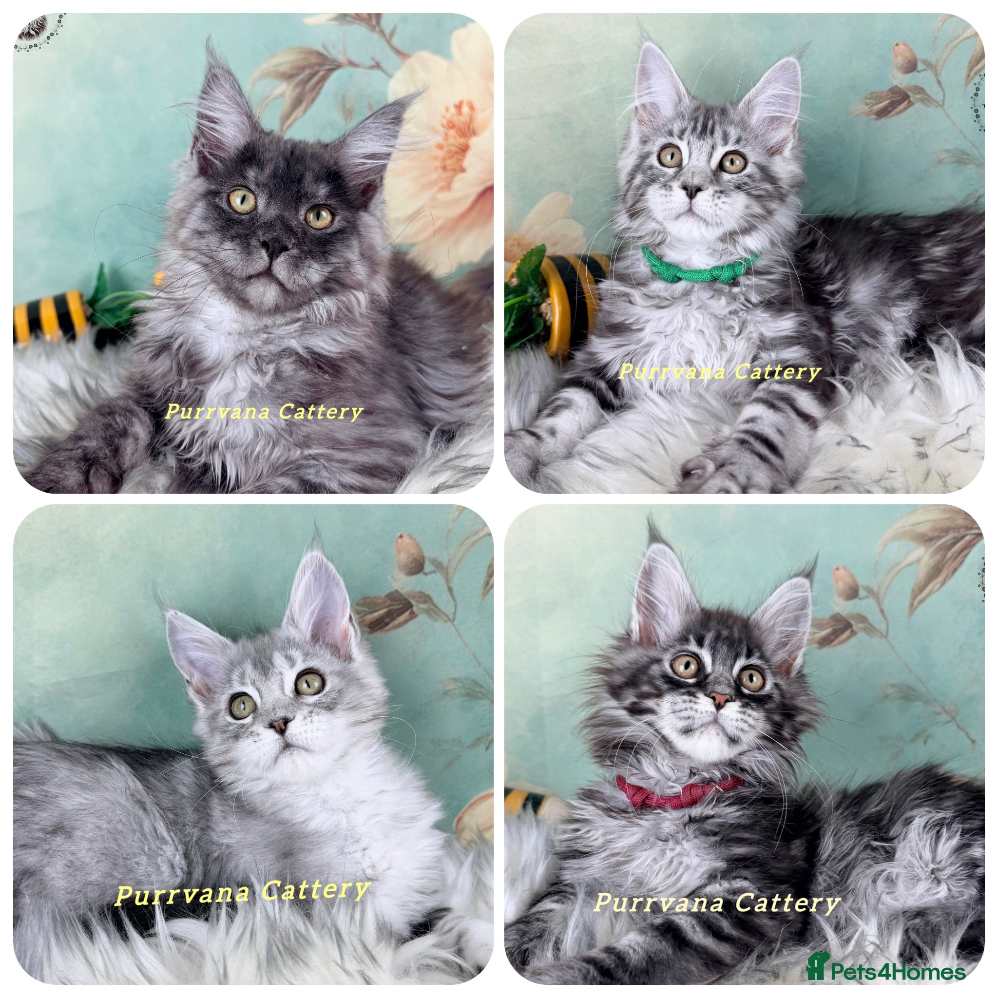 Maine Coon cats TICA registration Maine coon kittens Ready Now - Advert 1