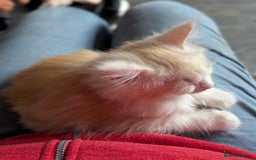 Maine Coon cats for sale: Maine Coon Kittens - Image 19