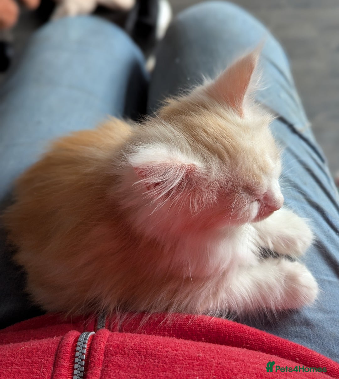 Maine Coon cats for sale: Maine Coon Kittens - Image 19