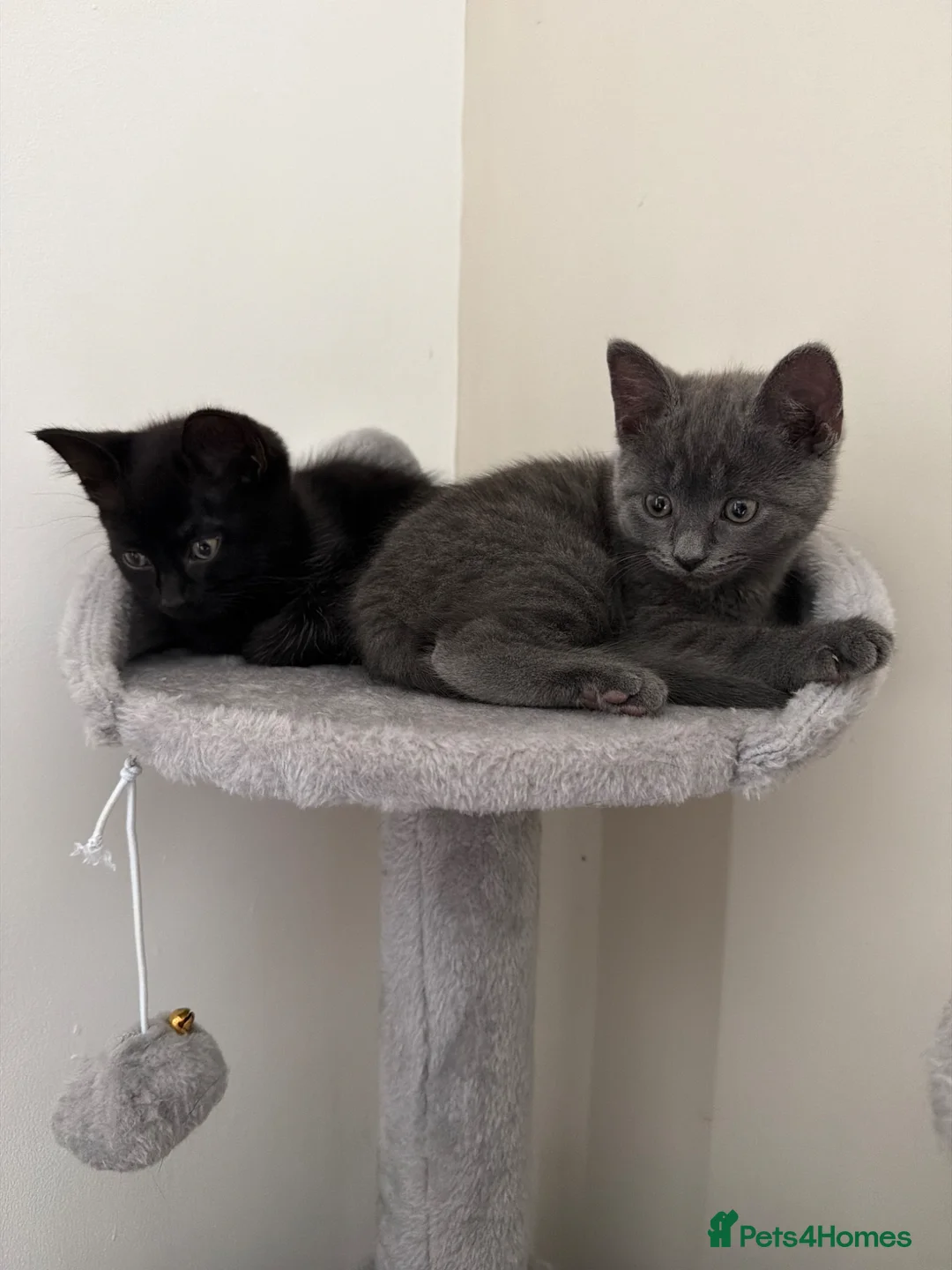 Mixed Breed cats for sale: Beautiful Kittens For Sale - Advert 1