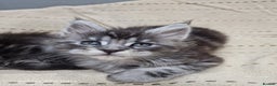 Maine Coon cats for sale: Pure Makne coon - Advert 22