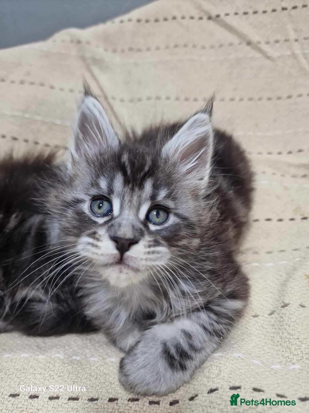 Maine Coon cats for sale: Pure Makne coon - Advert 22