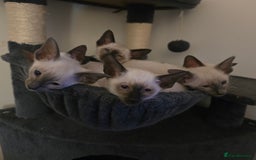 Siamese cats for sale: Gorgeous little cuddle buddies - Image 1