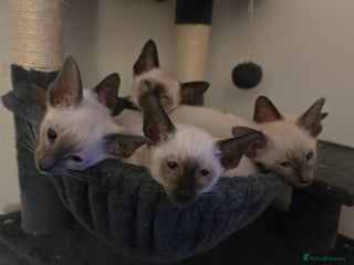 Siamese cats - Advert 1