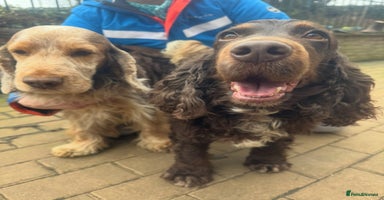 Cocker Spaniel dogs in Brighouse - Advert 4