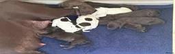 German Shorthaired Pointer dogs for sale: German shorthaired pointer X Weimaraner  - Advert 18