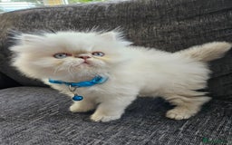 Persian cats for sale: Stunning Pedigree Persian Kitten - Image 4