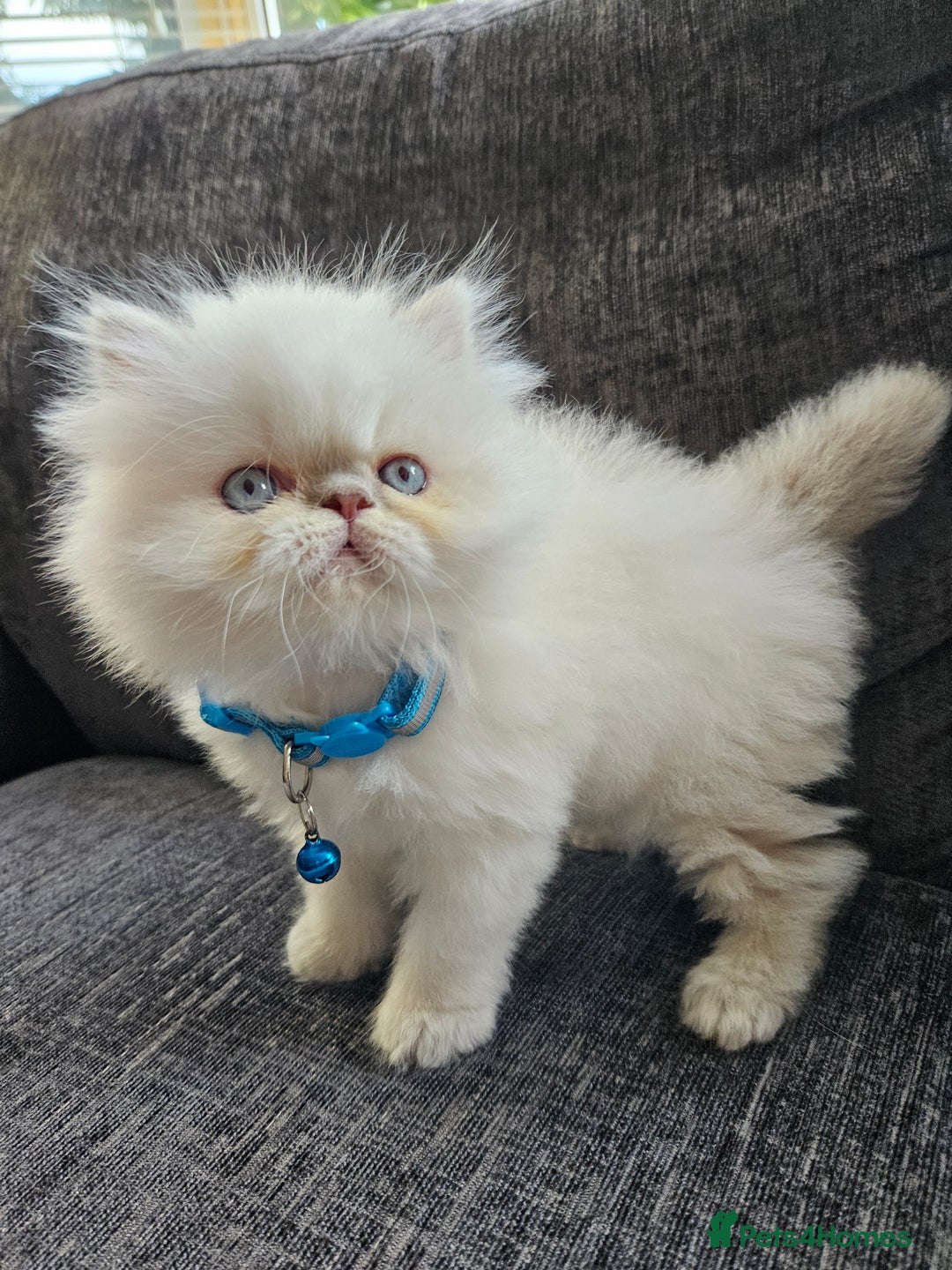 Persian cats for sale: Stunning Pedigree Persian Kitten - Image 4
