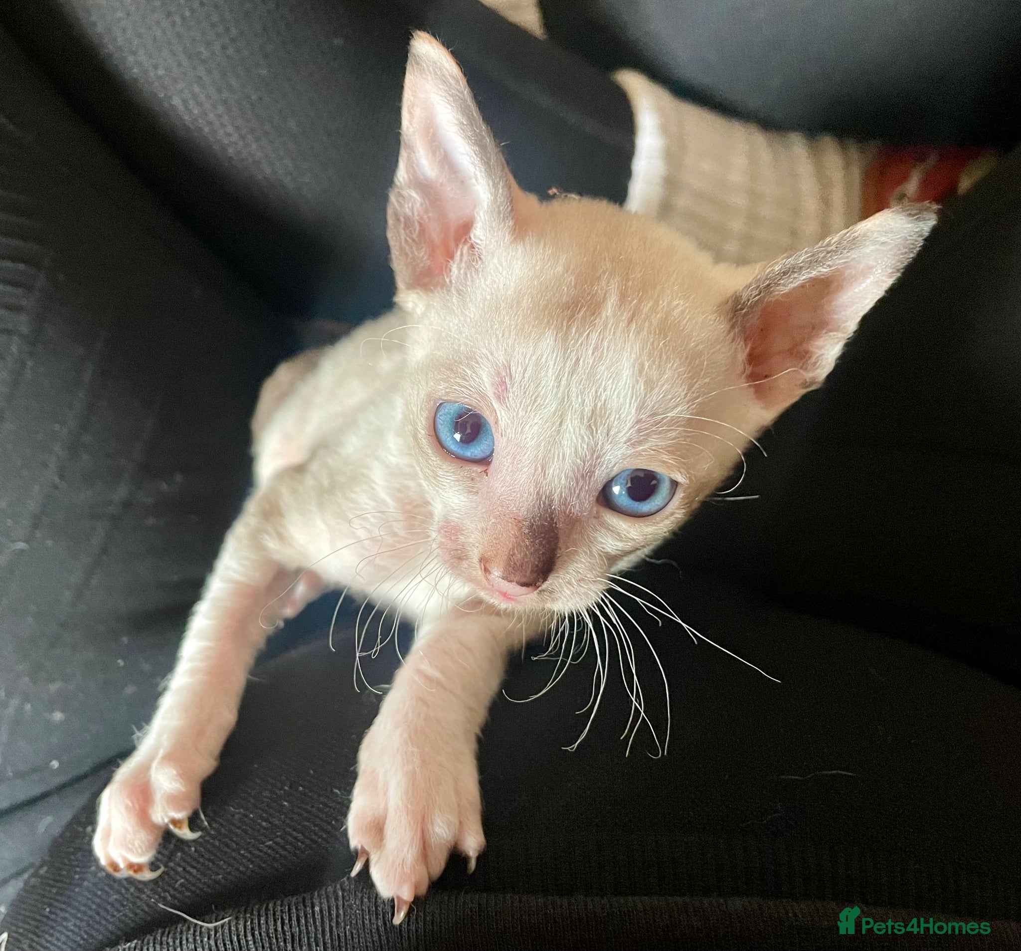 Cornish Rex cats ***Beautiful Cornish Rex Girls***  - Advert 1