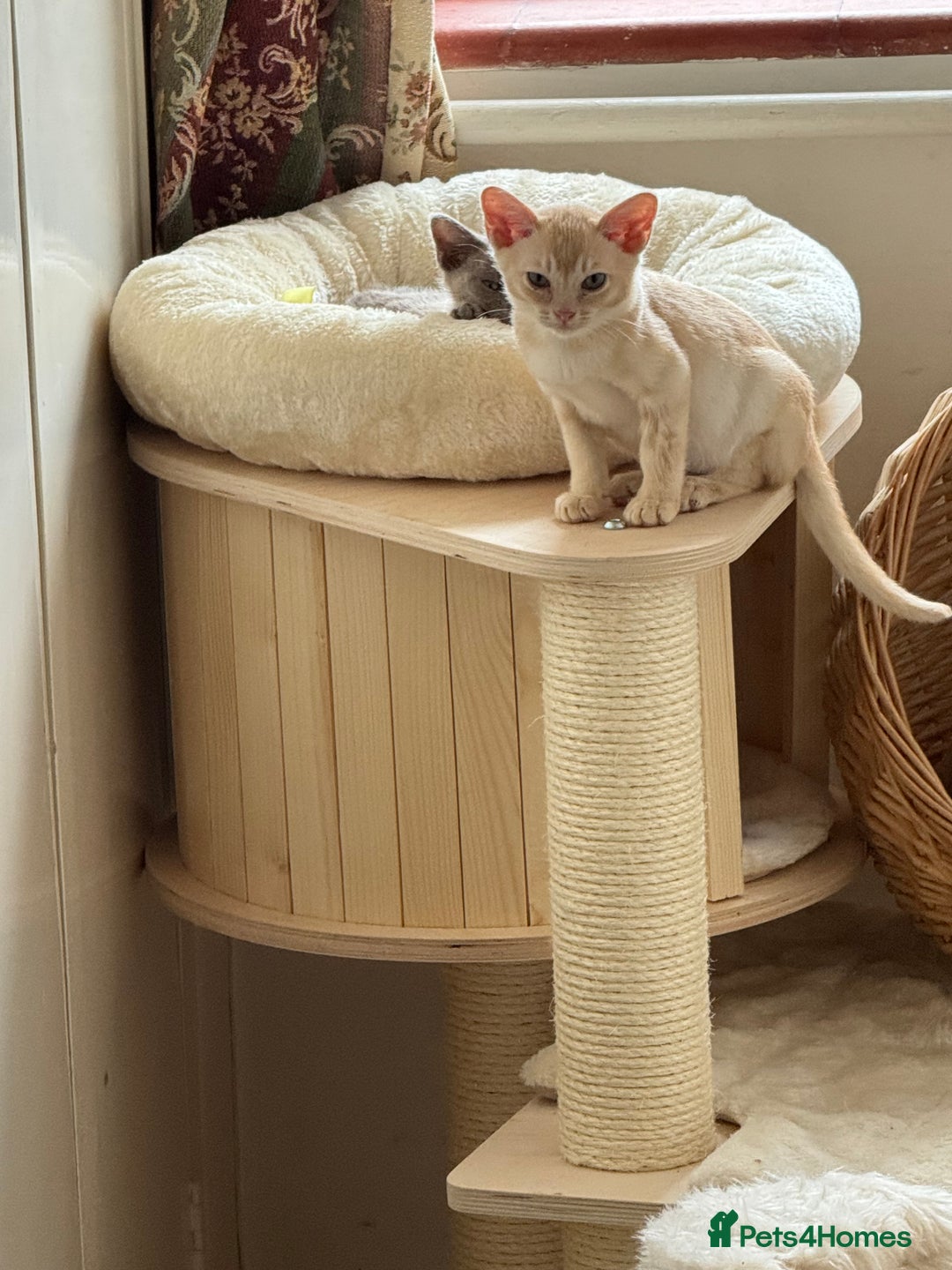 Burmese cats for sale: A fantastic litter of 7 Burmese babies  - Image 28