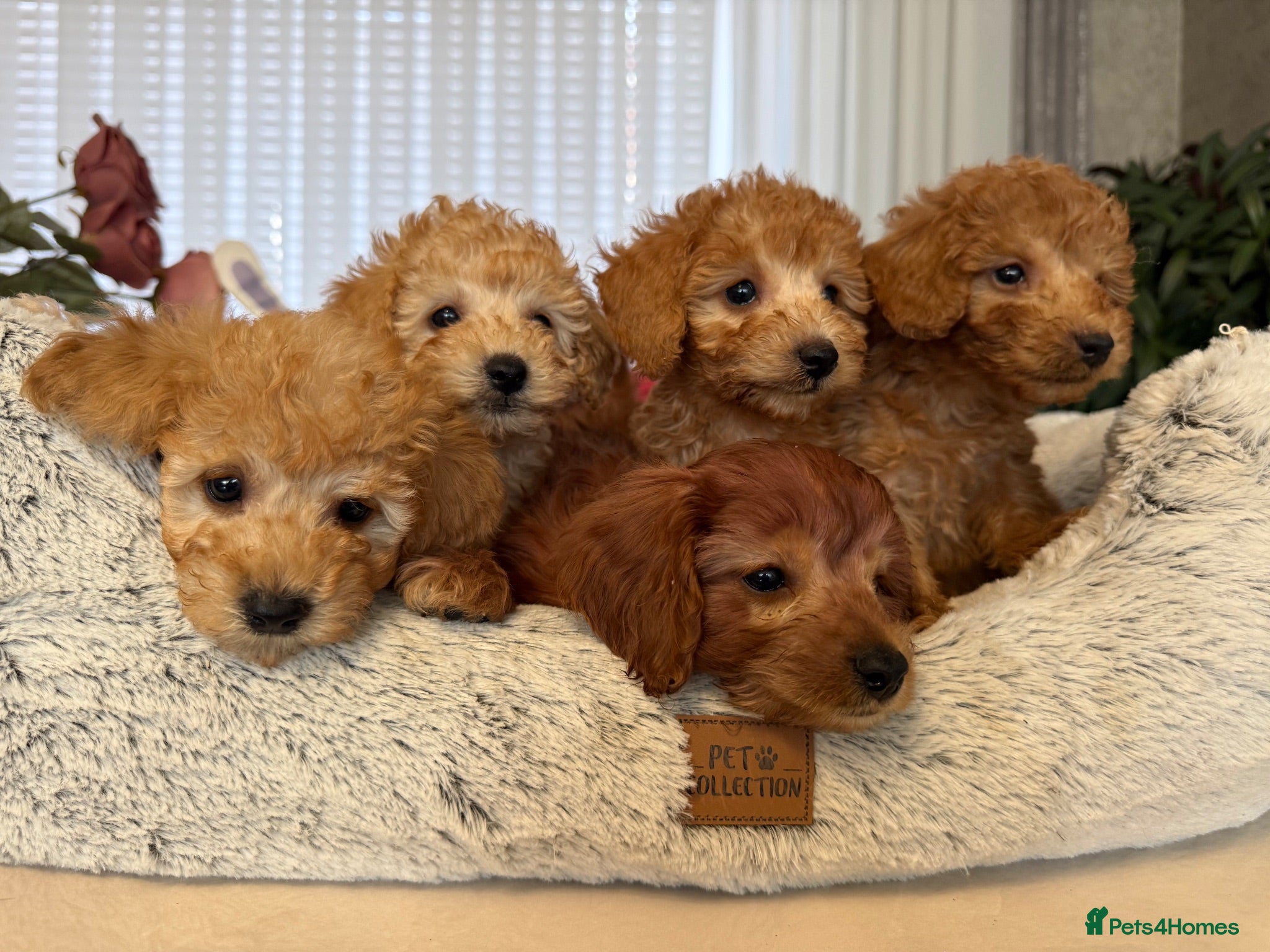 Toy Poodle dogs 5 star Tiny Toy Poodles puppies 🐶 raised with ❣️ - Advert 2