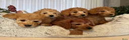 Toy Poodle dogs for sale: 5 star Tiny Toy Poodles puppies 🐶 raised with ❣️ - Advert 2