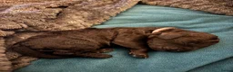 Cockapoo dogs for sale: Beautiful F2 puppies available to view and reserve - Advert 24