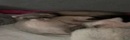 Ferret rodents for sale: Ferret kits for sale  in Gloucester - Advert 6