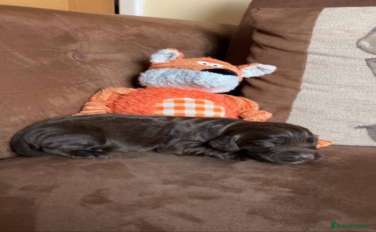 Cocker Spaniel dogs - Advert 3