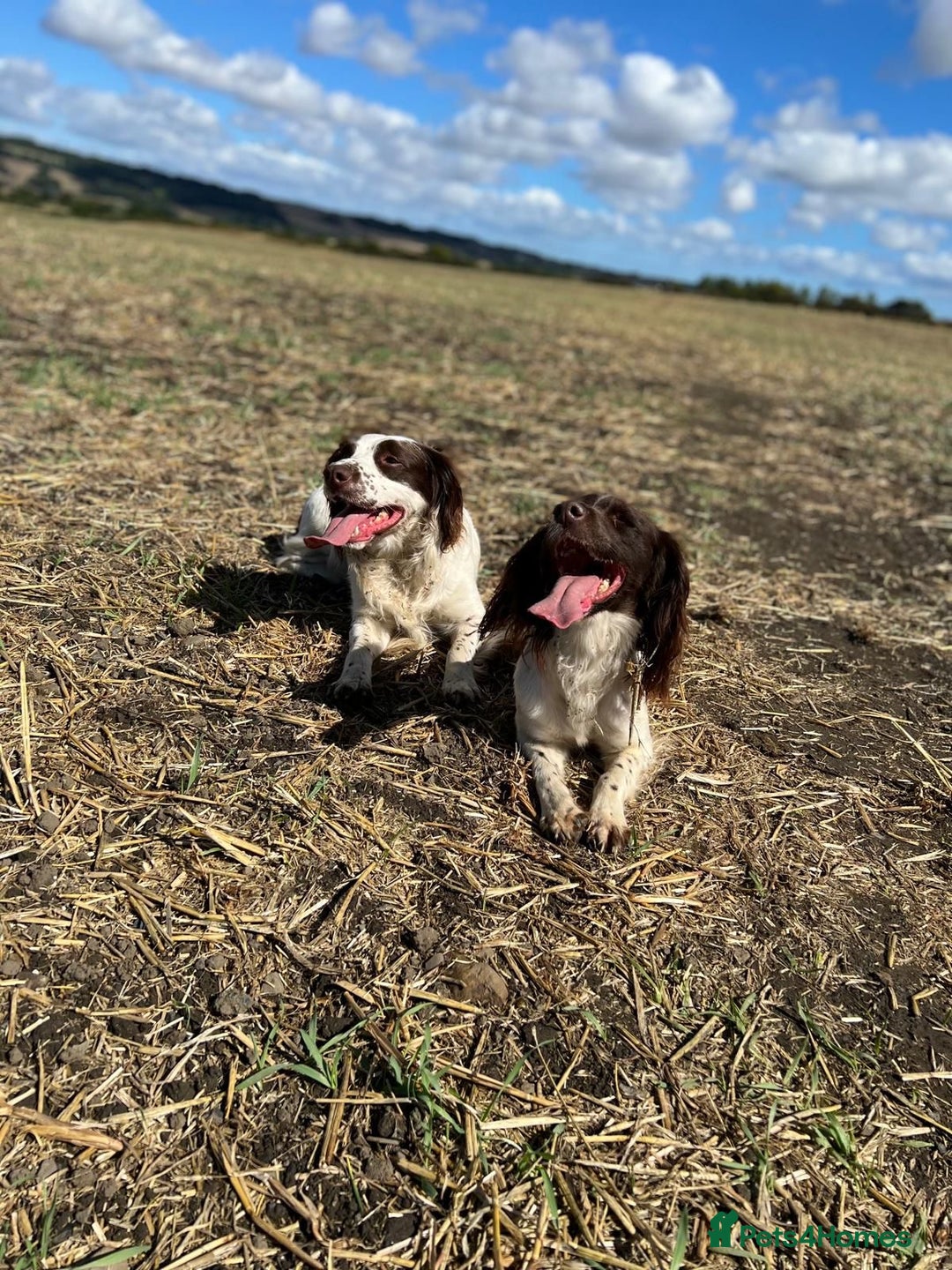 English Springer Spaniel dogs for sale: Beautiful Springer Spaniel Male  - Advert 7